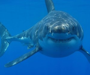 New Information on Great Whites - Daily News